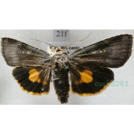 Noctua janthina Denis & Schiffermüller, 1775 Rolnica przepaska Czech21f